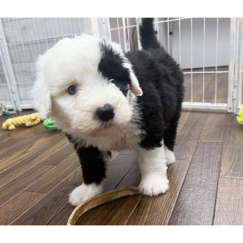 販売中の東京都のオールドイングリッシュシープドッグ-436806の8枚目