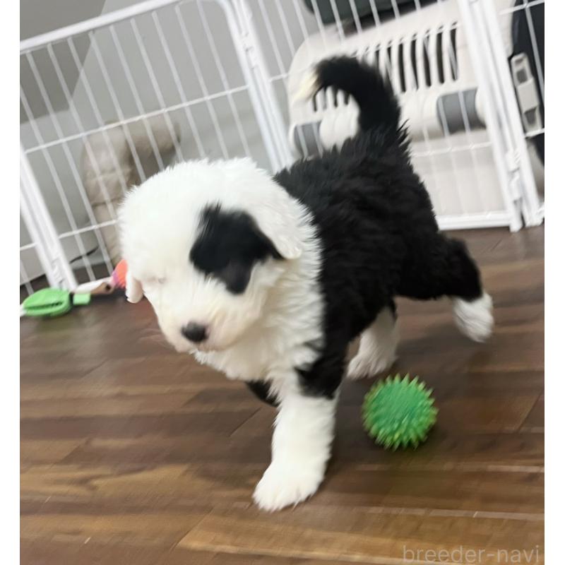 販売中の東京都のオールドイングリッシュシープドッグ-436806の6枚目