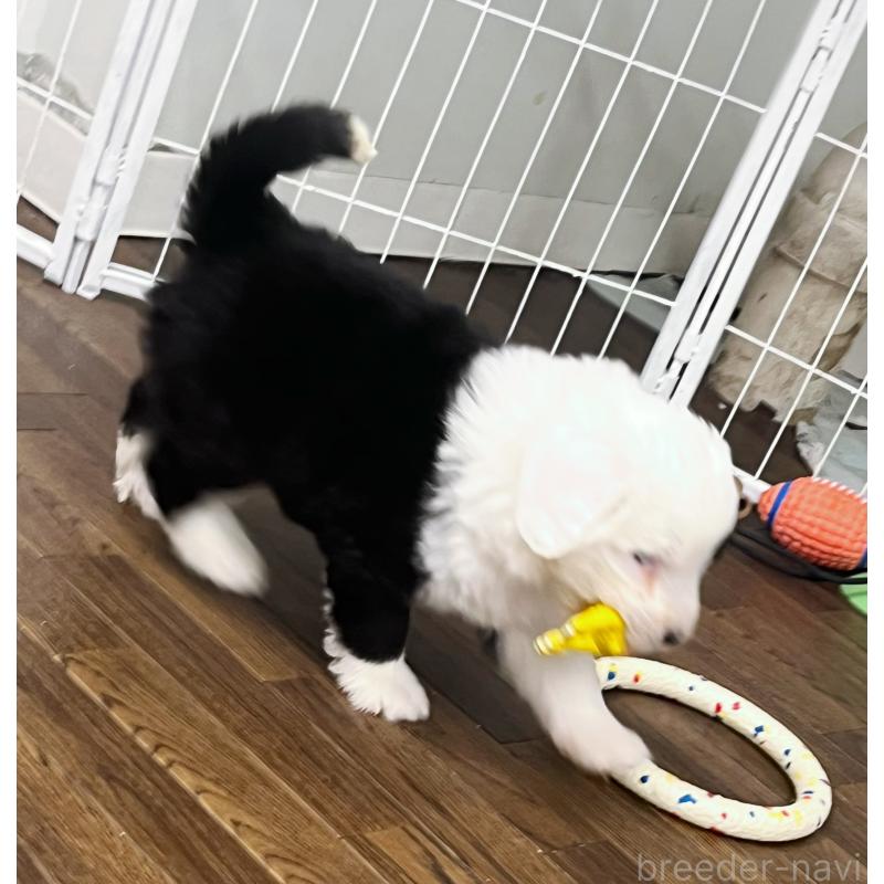 販売中の東京都のオールドイングリッシュシープドッグ-436806の3枚目