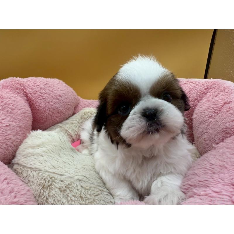 販売中の東京都のシーズー-436808の5枚目