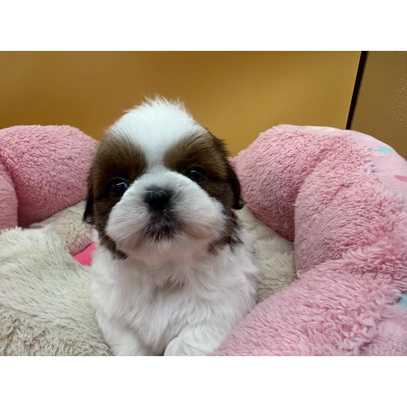 販売中の東京都のシーズー-436808の4枚目