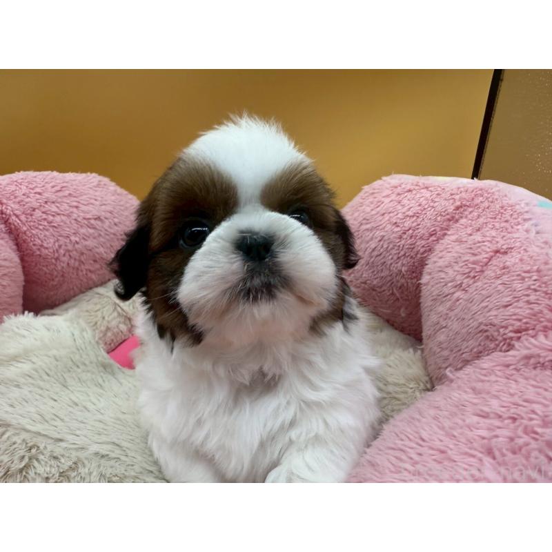 販売中の東京都のシーズー-436808の3枚目