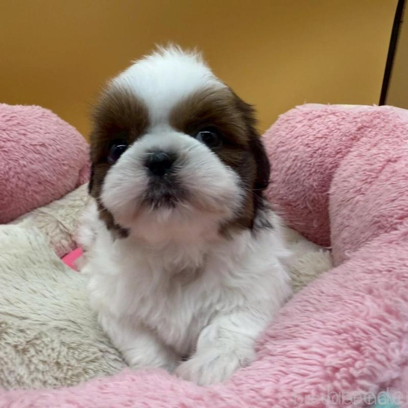 販売中の東京都のシーズー-436808