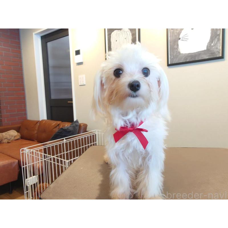 成約済の北海道のマルチーズ-423754の2枚目