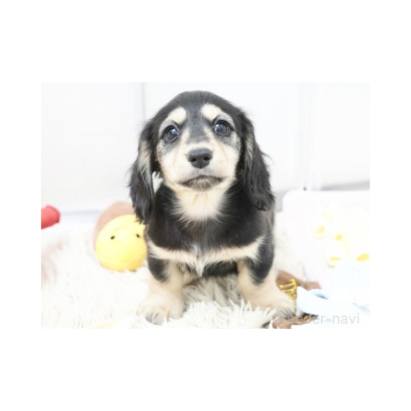 販売中の兵庫県のカニンヘンダックスフンド(ロングヘアード)-436811の2枚目