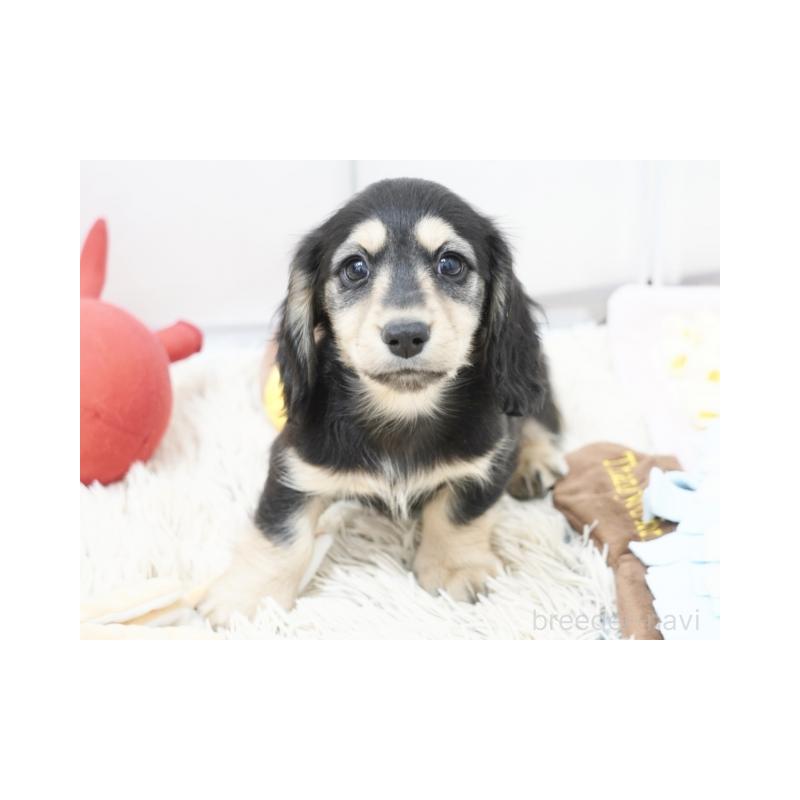 販売中の兵庫県のカニンヘンダックスフンド(ロングヘアード)-436811の3枚目