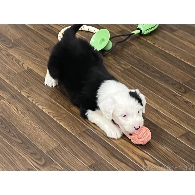 販売中の東京都のオールドイングリッシュシープドッグ-436812の9枚目