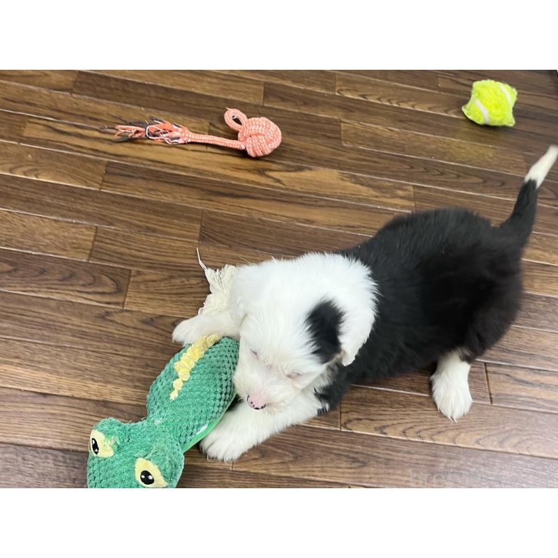 販売中の東京都のオールドイングリッシュシープドッグ-436812の8枚目