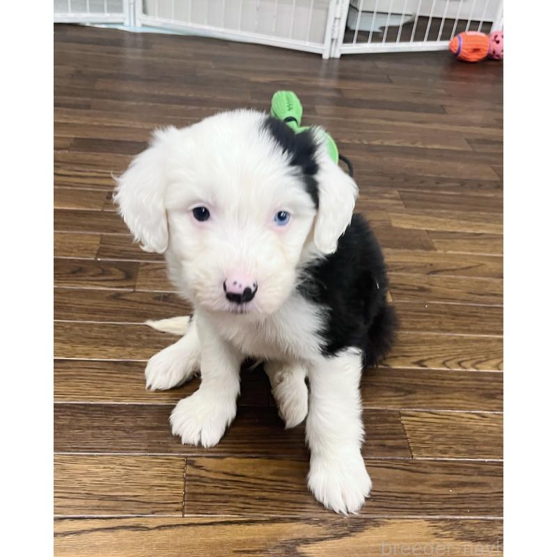 販売中の東京都のオールドイングリッシュシープドッグ-436812の6枚目