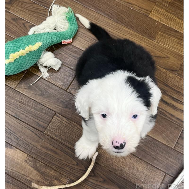 販売中の東京都のオールドイングリッシュシープドッグ-436812の5枚目