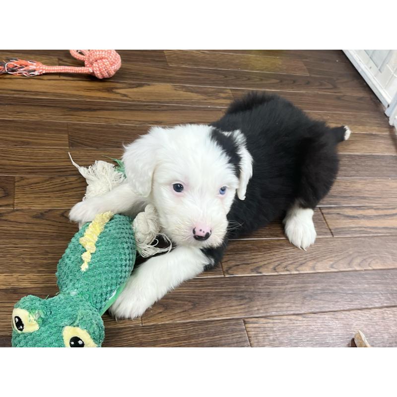 販売中の東京都のオールドイングリッシュシープドッグ-436812の3枚目