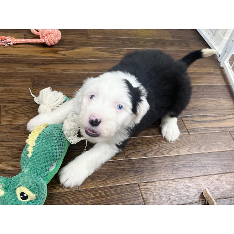 販売中の東京都のオールドイングリッシュシープドッグ-436812の2枚目