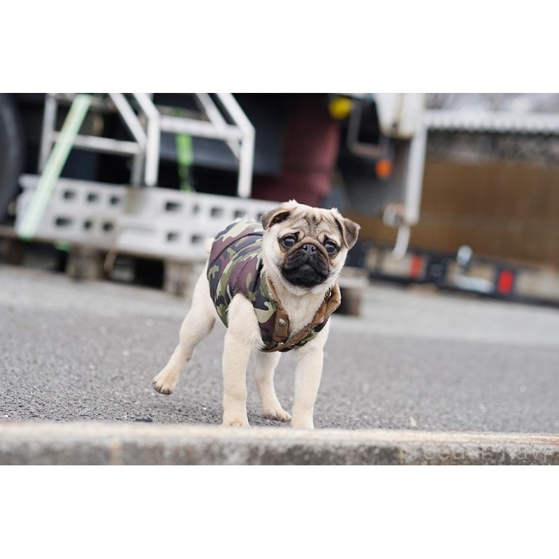 成約済の京都府のパグ-416405の7枚目