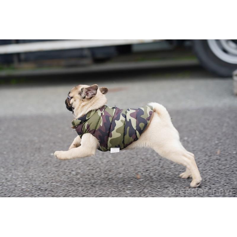 成約済の京都府のパグ-416405の6枚目