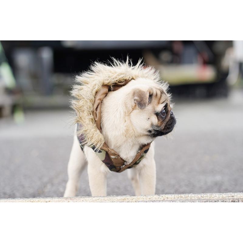 成約済の京都府のパグ-416405の5枚目