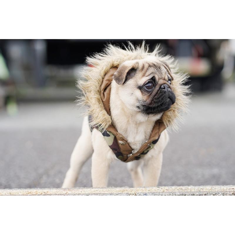 成約済の京都府のパグ-416405の4枚目