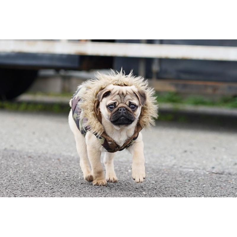 成約済の京都府のパグ-416405の3枚目