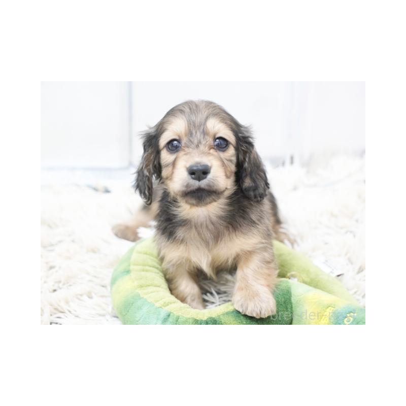 販売中の兵庫県のミニチュアダックスフンド(ロングヘアード)-436813の3枚目