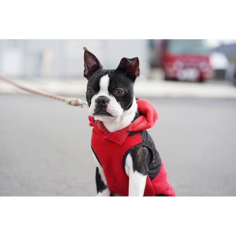 販売中の京都府のボストンテリア-402498の6枚目