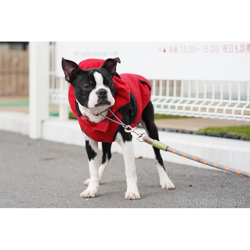 販売中の京都府のボストンテリア-402498の5枚目