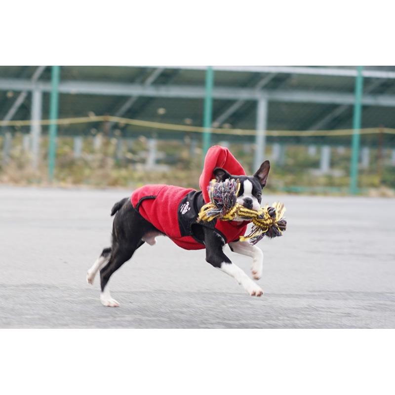 販売中の京都府のボストンテリア-402498の3枚目