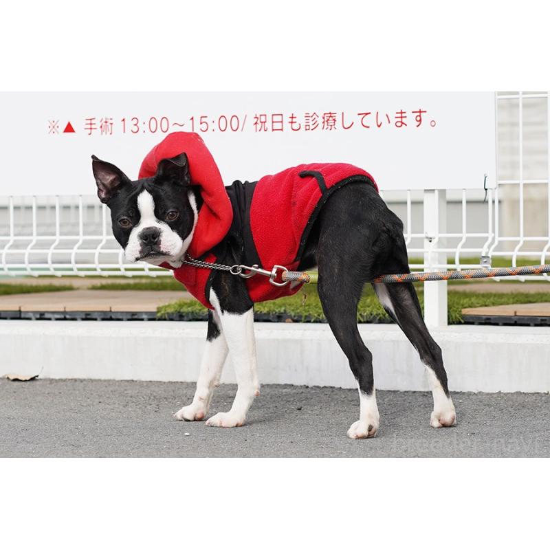 販売中の京都府のボストンテリア-402498の2枚目