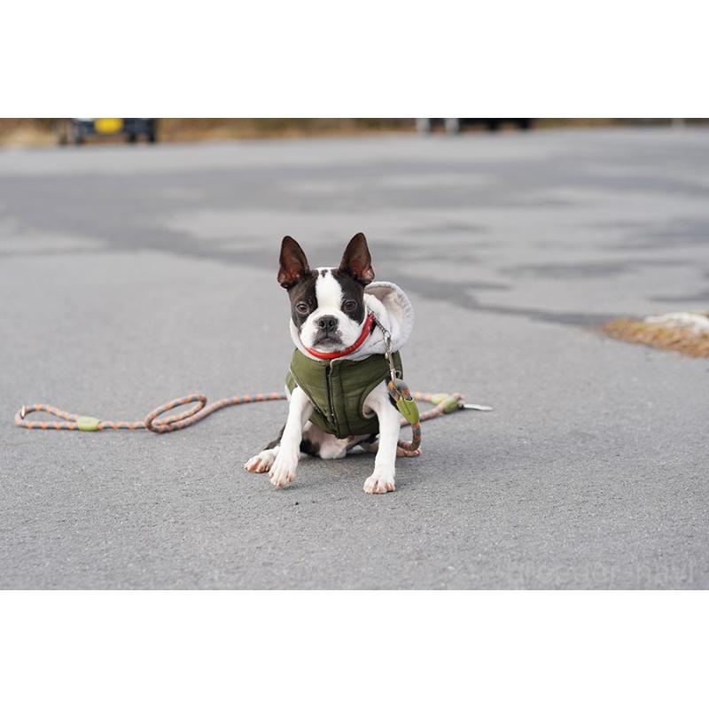 販売中の京都府のボストンテリア-402501の4枚目