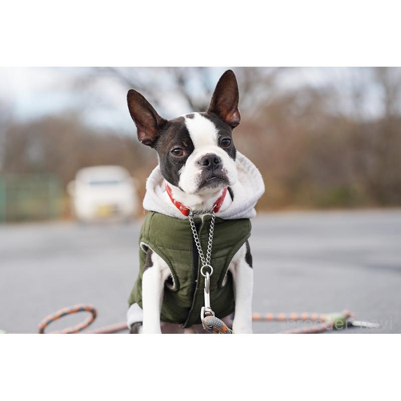 販売中の京都府のボストンテリア-402501の3枚目