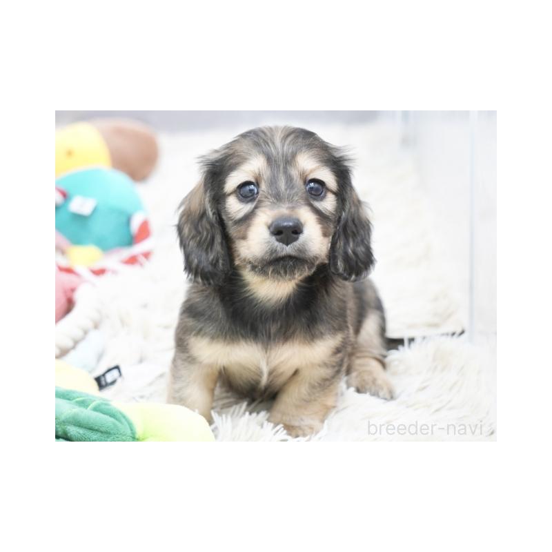 販売中の兵庫県のミニチュアダックスフンド(ロングヘアード)-436814の3枚目