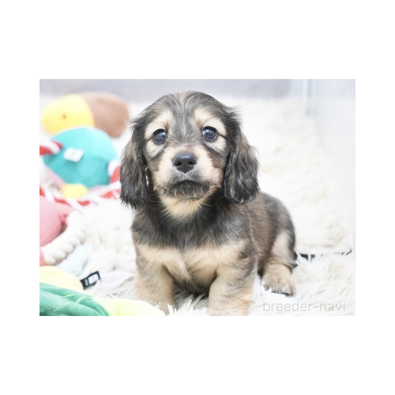 販売中の兵庫県のミニチュアダックスフンド(ロングヘアード)-436814の2枚目