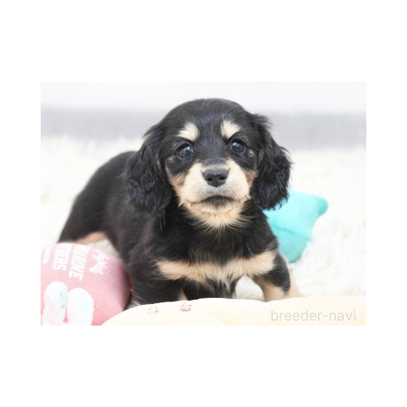 販売中の兵庫県のミニチュアダックスフンド(ロングヘアード)-436815の2枚目