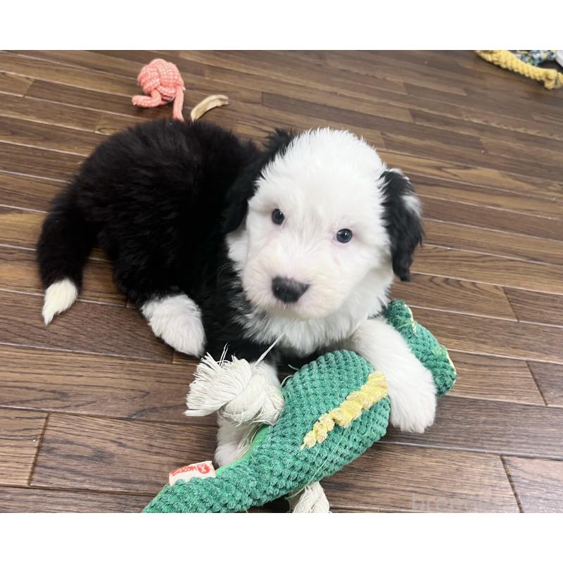 販売中の東京都のオールドイングリッシュシープドッグ-436816の8枚目