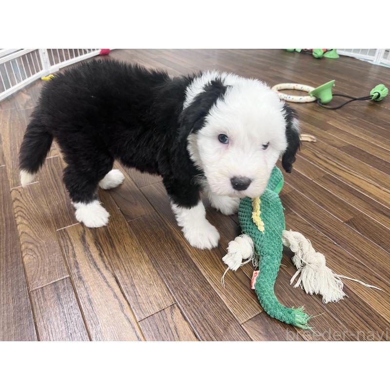 販売中の東京都のオールドイングリッシュシープドッグ-436816の7枚目