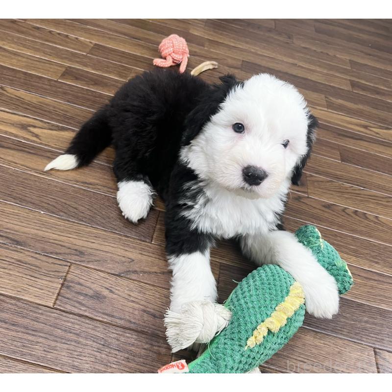 販売中の東京都のオールドイングリッシュシープドッグ-436816の4枚目