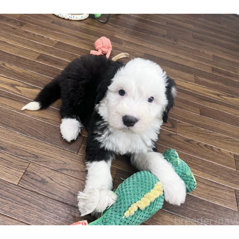 販売中の東京都のオールドイングリッシュシープドッグ-436816の3枚目