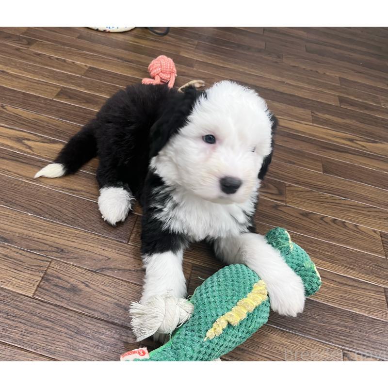 販売中の東京都のオールドイングリッシュシープドッグ-436816の2枚目