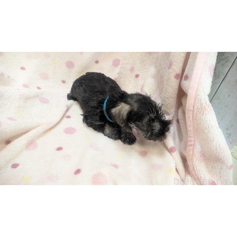 成約済の熊本県のミニチュアシュナウザー-432239の10枚目