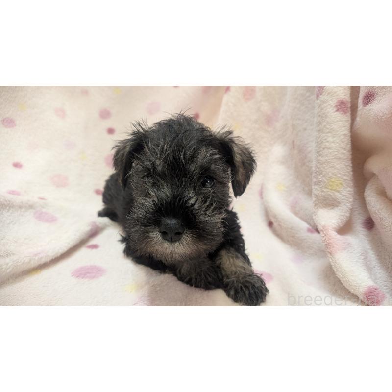 成約済の熊本県のミニチュアシュナウザー-432239の9枚目