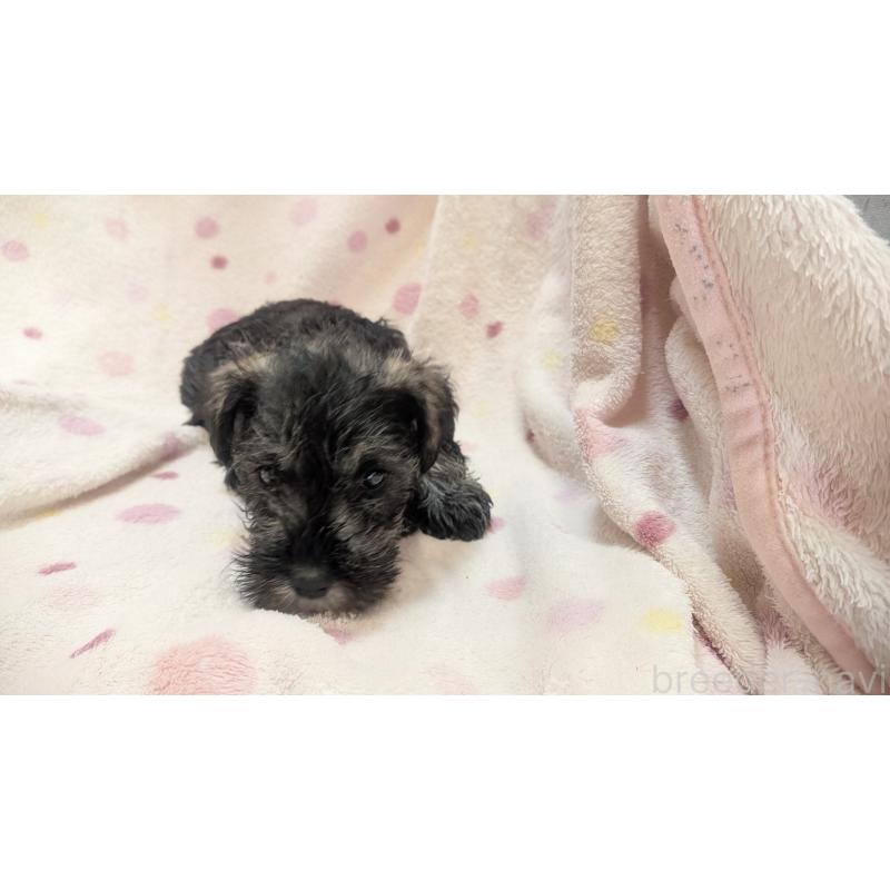 成約済の熊本県のミニチュアシュナウザー-432239の8枚目