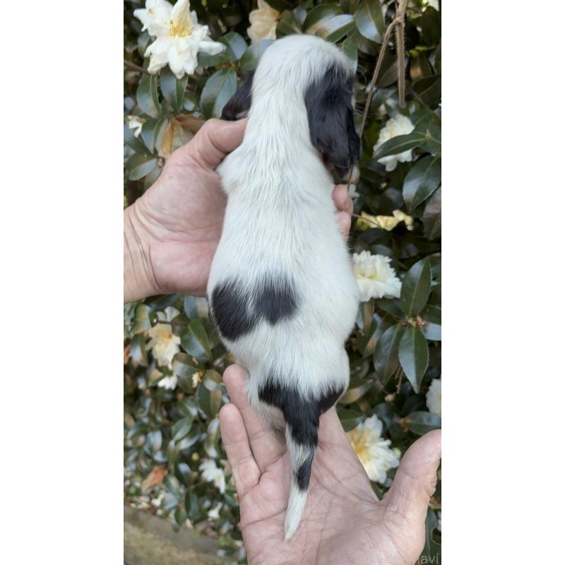 販売中の佐賀県のイングリッシュコッカースパニエル-436817の2枚目