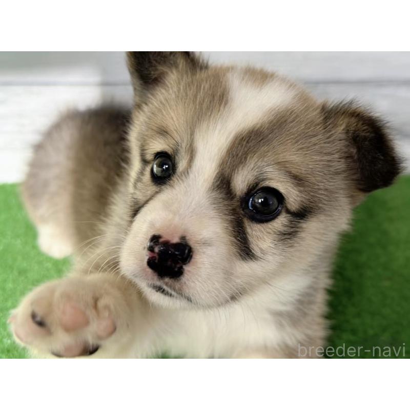 販売中の茨城県のウェルシュコーギーペンブローク-433739