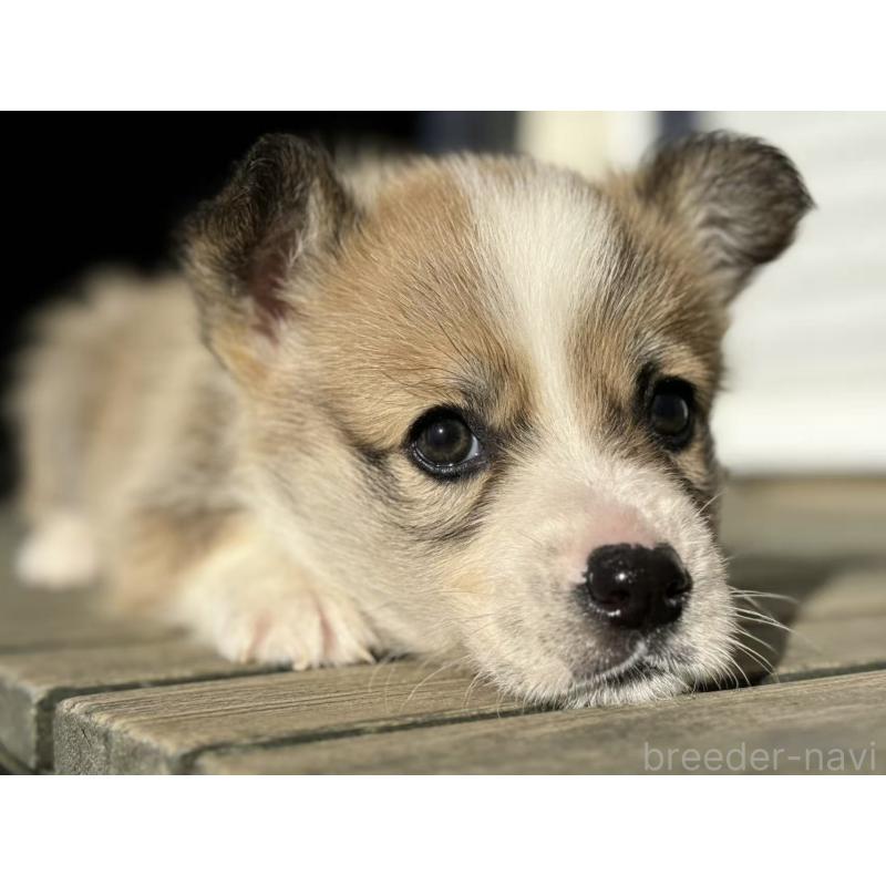 販売中の茨城県のウェルシュコーギーペンブローク-434310