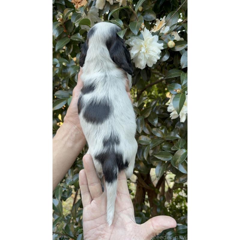 販売中の佐賀県のイングリッシュコッカースパニエル-436818の2枚目