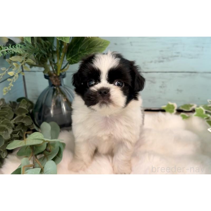 販売中の埼玉県のミックス犬-436819の15枚目