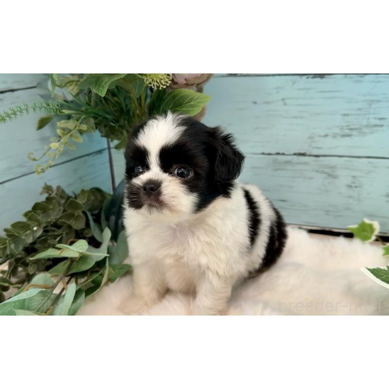 販売中の埼玉県のミックス犬-436819の13枚目