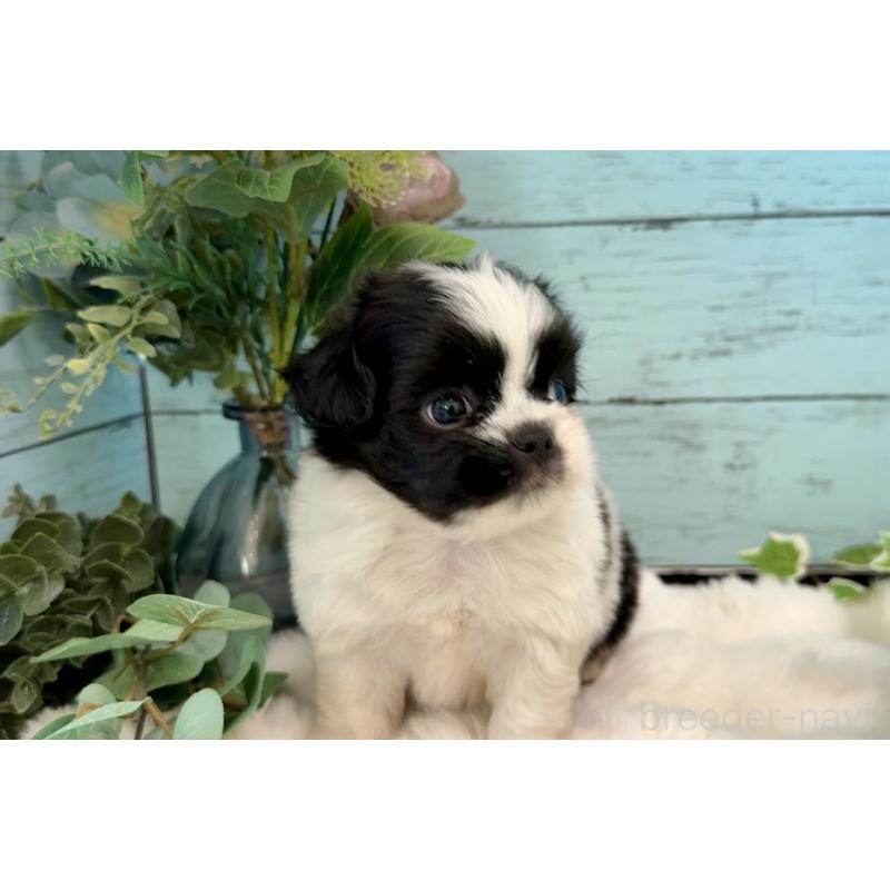 販売中の埼玉県のミックス犬-436819の12枚目