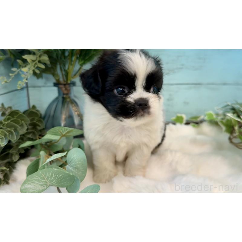 販売中の埼玉県のミックス犬-436819の11枚目