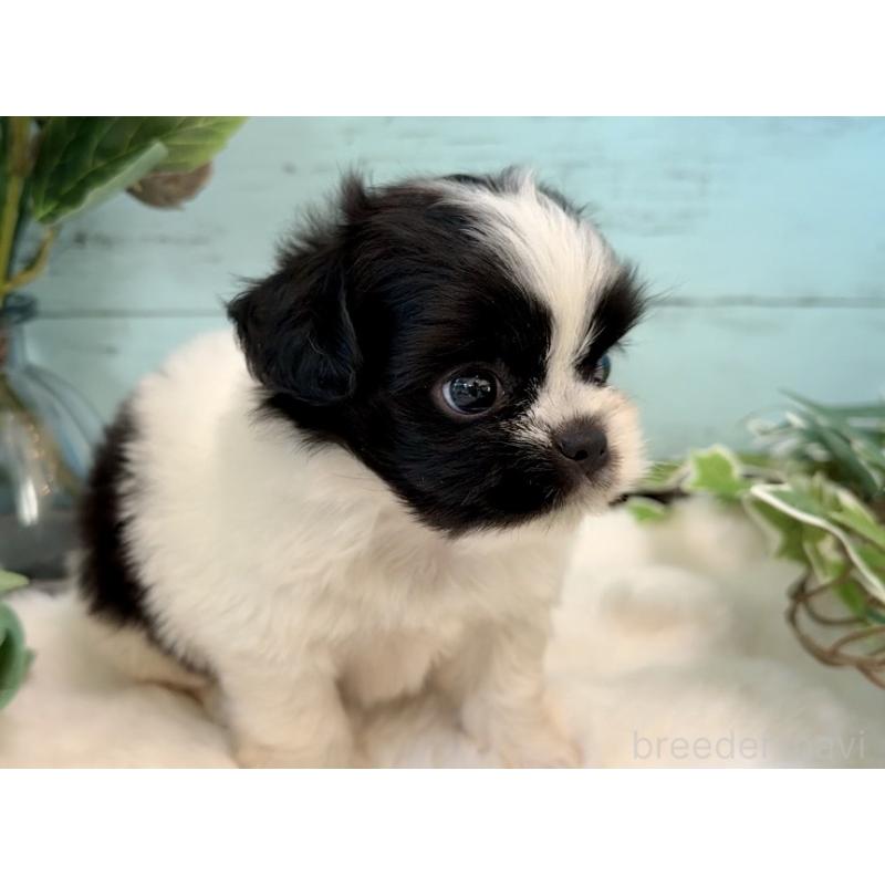 販売中の埼玉県のミックス犬-436819の9枚目