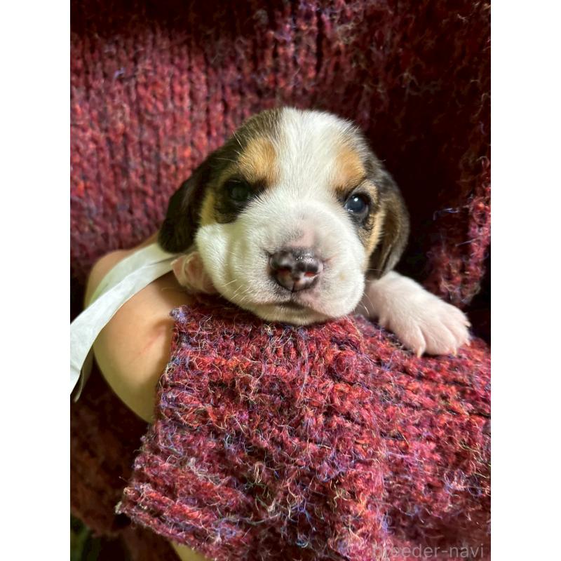 成約済の栃木県のビーグル-434492の2枚目