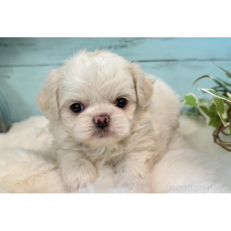 販売中の埼玉県のミックス犬-436821の15枚目